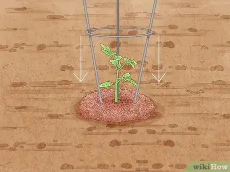 Image intitulée Stake Tomato Plants Step 12