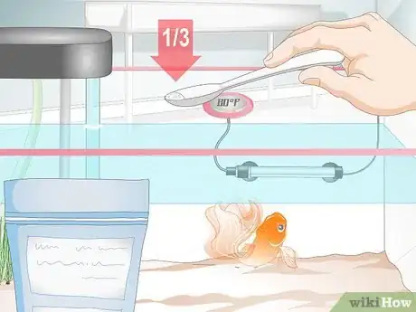 Image intitulée Cure Goldfish Dropsy Step 13