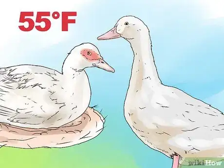Image intitulée Care for a Pet Duck Step 9