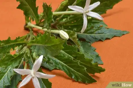 Image intitulée Preserve Herbs Step 10