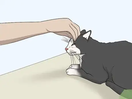 Image intitulée Soothe Your Cat With a Massage Step 5