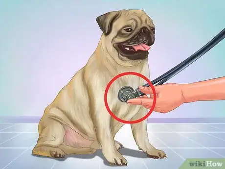 Image intitulée Live with a Pug Dog Step 10