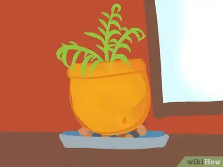 Image intitulée Grow Fern Indoors Step 6