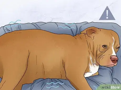 Image intitulée Know when a Dog Is Done Giving Birth Step 10