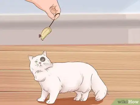 Image intitulée Train Your Cat to Fetch a Toy Mouse Step 5