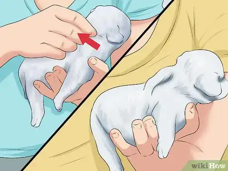 Image intitulée Save a Fading Newborn Puppy Step 8