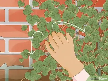 Image intitulée Remove an Ivy Plant Step 16