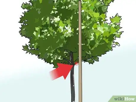 Image intitulée Stake up a Bush or Tree Step 3