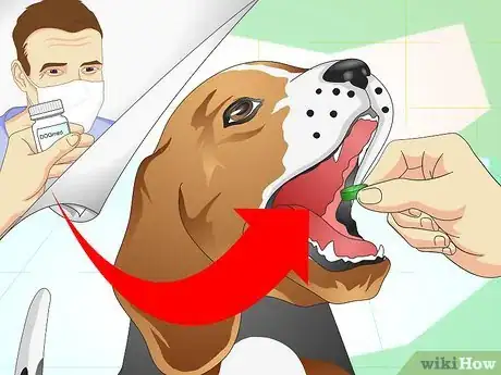 Image intitulée Treat Dog Constipation Step 3