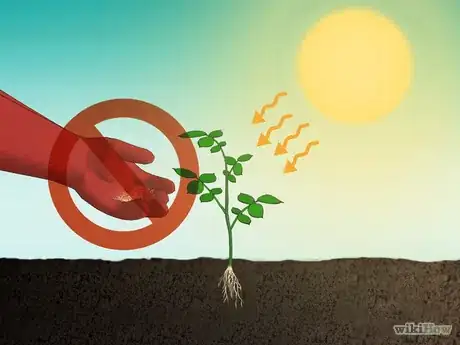 Image intitulée Fertilize Roses Step 10.png