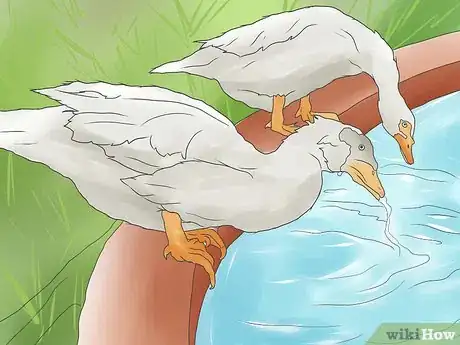 Image intitulée Raise Ducks Step 17