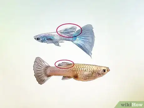 Image intitulée Identify Male and Female Guppies Step 5