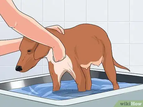 Image intitulée Bathe a Pregnant Dog Step 2