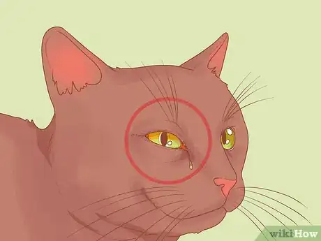 Image intitulée Treat a Cat with a Stuffy Nose Step 3