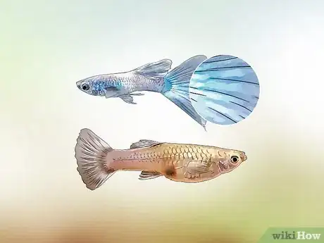 Image intitulée Identify Male and Female Guppies Step 3