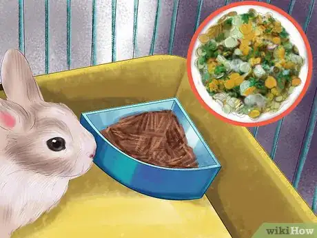 Image intitulée Prevent Dental Problems in Rabbits Step 5