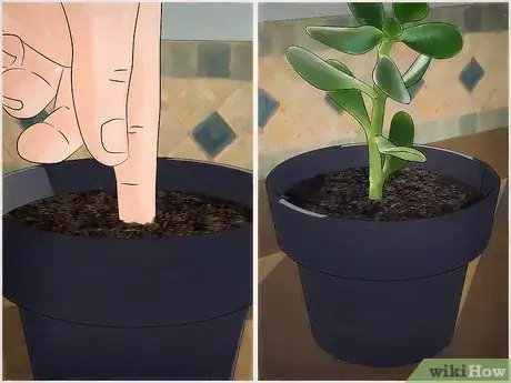 Image intitulée Grow a Jade Plant Step 5