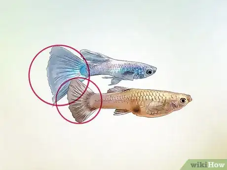 Image intitulée Identify Male and Female Guppies Step 6