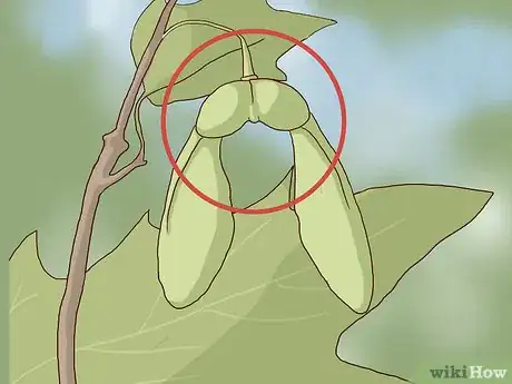 Image intitulée Identify Sugar Maple Trees Step 12