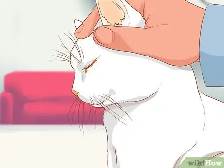 Image intitulée Treat a Cat with a Stuffy Nose Step 4