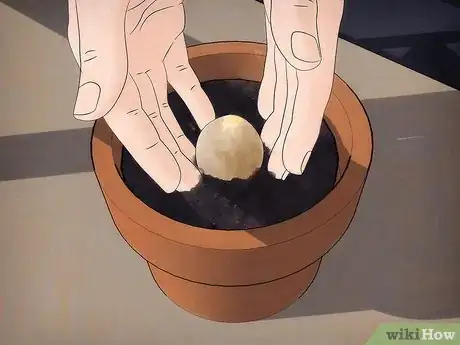 Image intitulée Grow an Avocado Tree Step 10