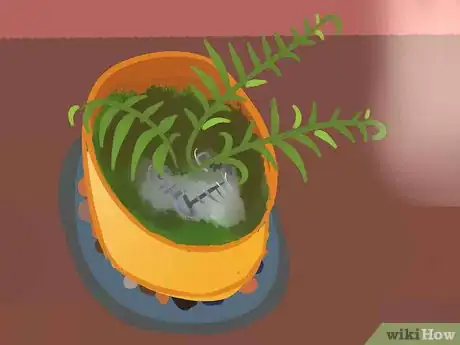 Image intitulée Grow Fern Indoors Step 7