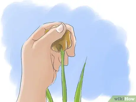 Image intitulée Take Care of Irises when Their Flowers Die Step 2