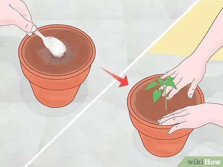 Image intitulée Fertilize Soil With Eggshells Step 3