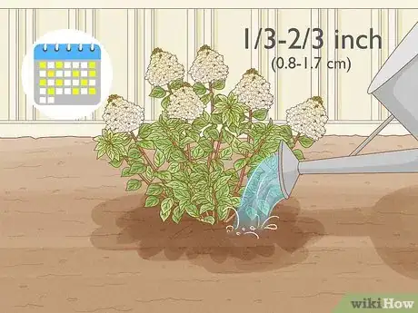 Image intitulée Care for Limelight Hydrangeas Step 1