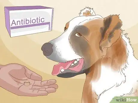 Image intitulée Diagnose and Treat Your Dog's Itchy Skin Problems Step 19