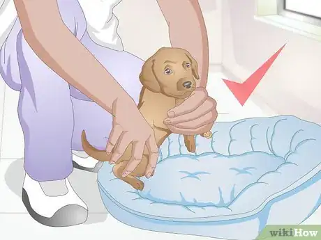 Image intitulée Calm a Puppy Step 3