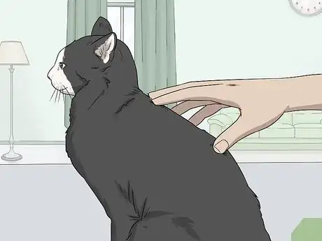 Image intitulée Soothe Your Cat With a Massage Step 9