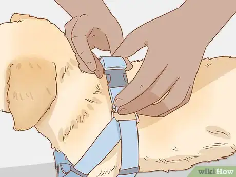 Image intitulée Put on a Dog Harness Step 5