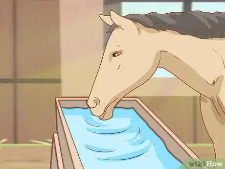 Image intitulée Feed a Horse Step 1