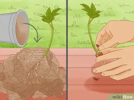 Image intitulée Grow Chestnut Trees Step 11