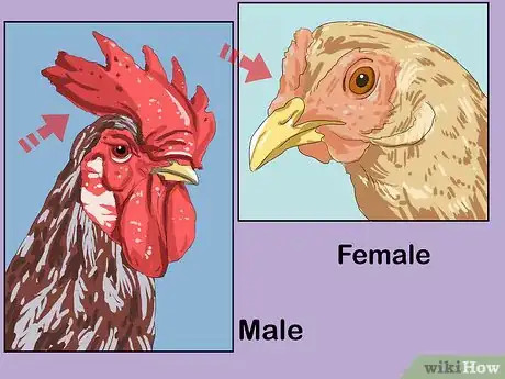 Image intitulée Determine the Sex of a Chicken Step 9