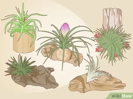 Image intitulée Care for a Bromeliad Step 2