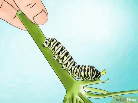 Image intitulée Identify a Caterpillar Step 6