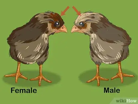 Image intitulée Determine the Sex of a Chicken Step 2