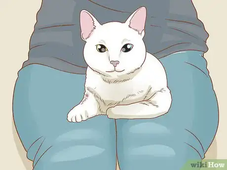 Image intitulée Trim Your Cat's Nails Step 5