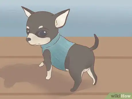 Image intitulée Care for Your Chihuahua Puppy Step 22