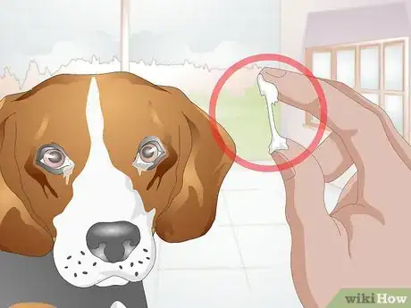 Image intitulée Clean Gunk from Your Dog's Eyes Step 5