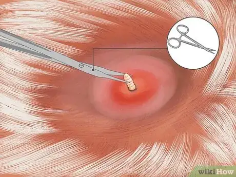 Image intitulée Get Rid of a Botfly in a Dog Step 6