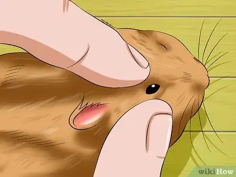 Image intitulée Help a Hamster With Sticky Eye Step 8
