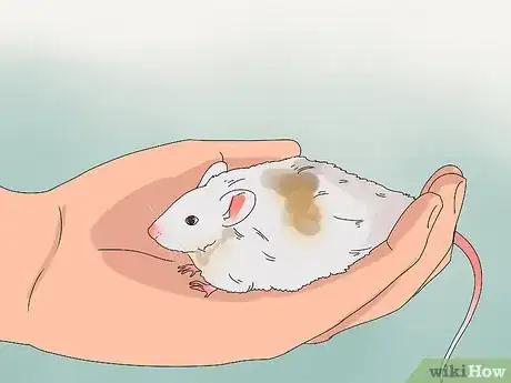 Image intitulée Take Care of Mice Step 10