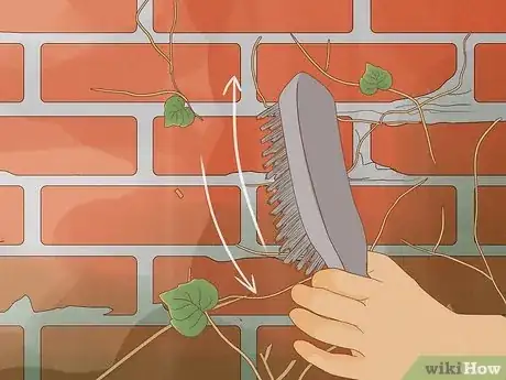 Image intitulée Remove an Ivy Plant Step 17