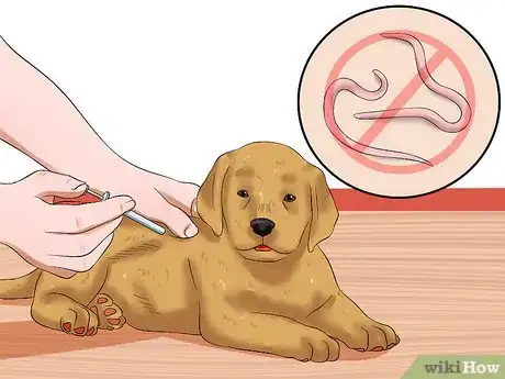 Image intitulée Treat Hookworms in Dogs Step 12