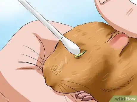 Image intitulée Help a Hamster With Sticky Eye Step 7