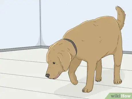 Image intitulée House Train Your Dog Step 3