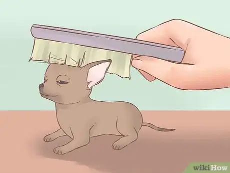Image intitulée Care for Your Chihuahua Puppy Step 18